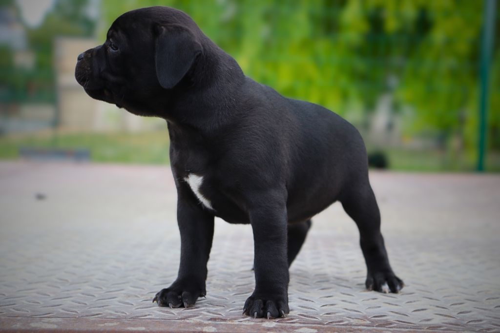 De La Petite Olympe - Chiots disponibles - Staffordshire Bull Terrier