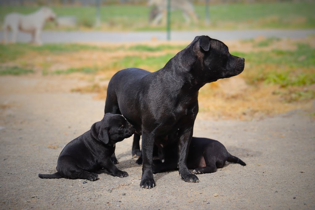 Chiot Staffordshire Bull Terrier De La Petite Olympe